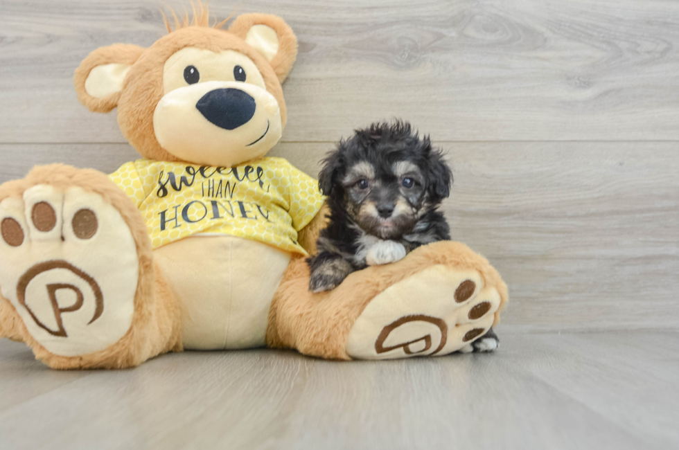 6 week old Mini Aussiedoodle Puppy For Sale - Simply Southern Pups