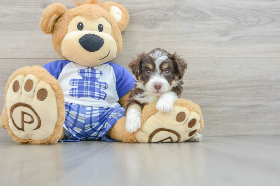 6 week old Mini Aussiedoodle Puppy For Sale - Simply Southern Pups