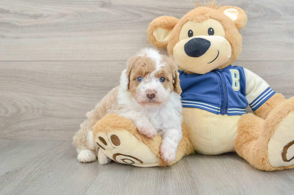 6 week old Mini Aussiedoodle Puppy For Sale - Simply Southern Pups