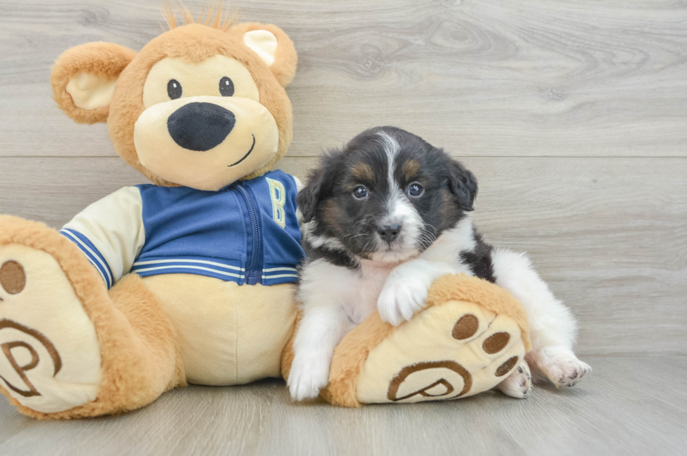 7 week old Mini Aussiedoodle Puppy For Sale - Simply Southern Pups