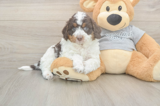5 week old Mini Aussiedoodle Puppy For Sale - Simply Southern Pups Mini Aussiedoodle Pup Being Cute