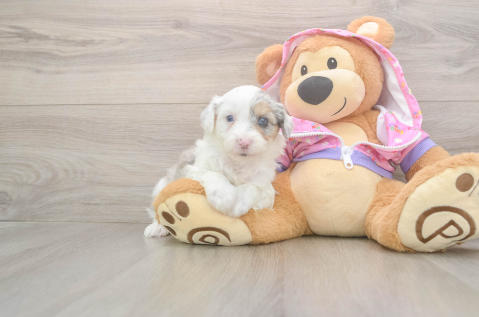 8 week old Mini Aussiedoodle Puppy For Sale - Simply Southern Pups
