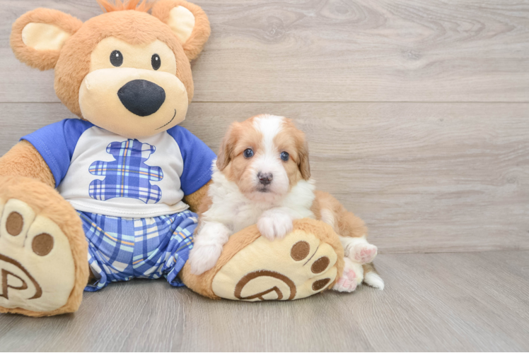 Petite Mini Aussiedoodle Poodle Mix Pup