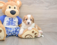 6 week old Mini Aussiedoodle Puppy For Sale - Simply Southern Pups