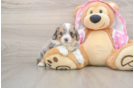 Mini Aussiedoodle Pup Being Cute