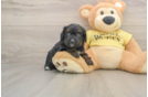 Adorable Aussiepoo Poodle Mix Puppy