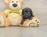 7 week old Mini Aussiedoodle Puppy For Sale - Simply Southern Pups
