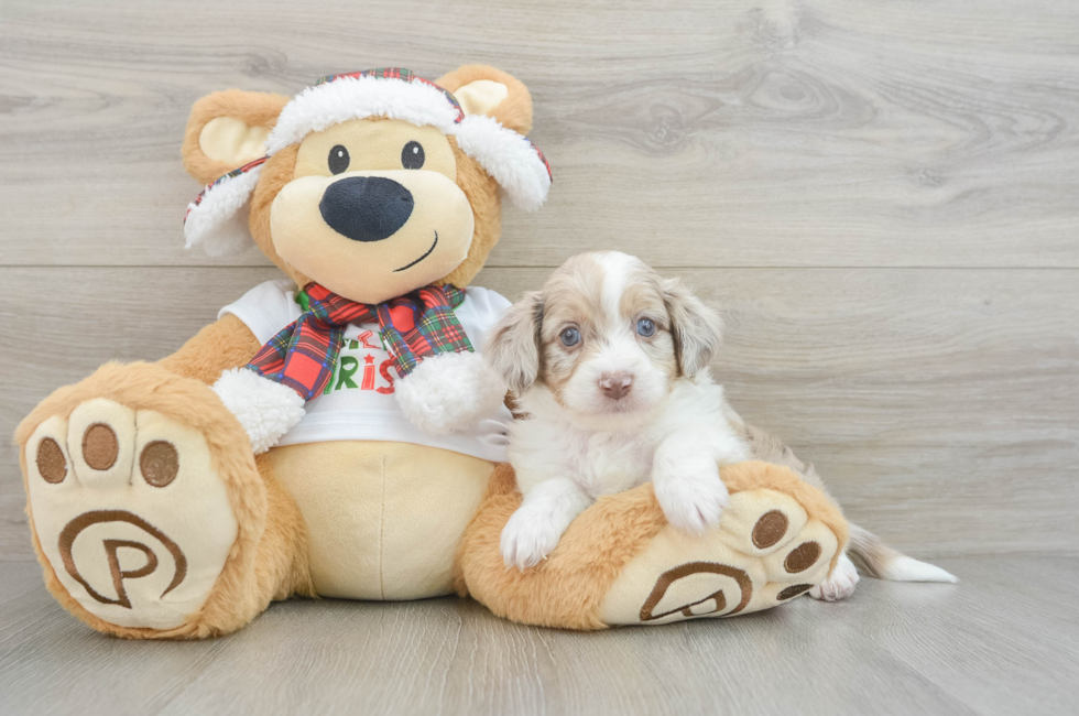 6 week old Mini Aussiedoodle Puppy For Sale - Simply Southern Pups