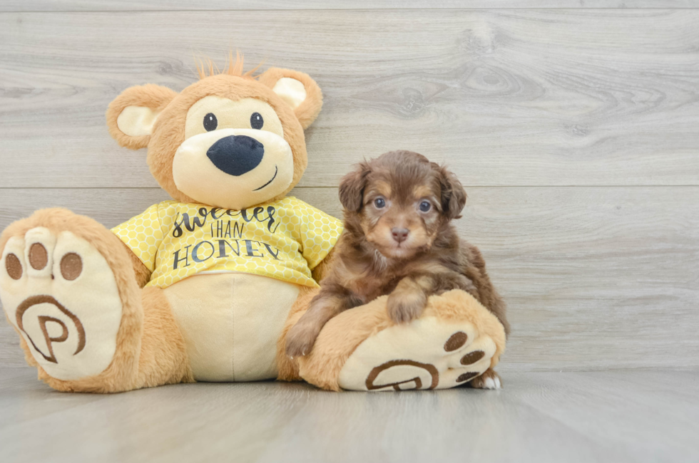 6 week old Mini Aussiedoodle Puppy For Sale - Simply Southern Pups