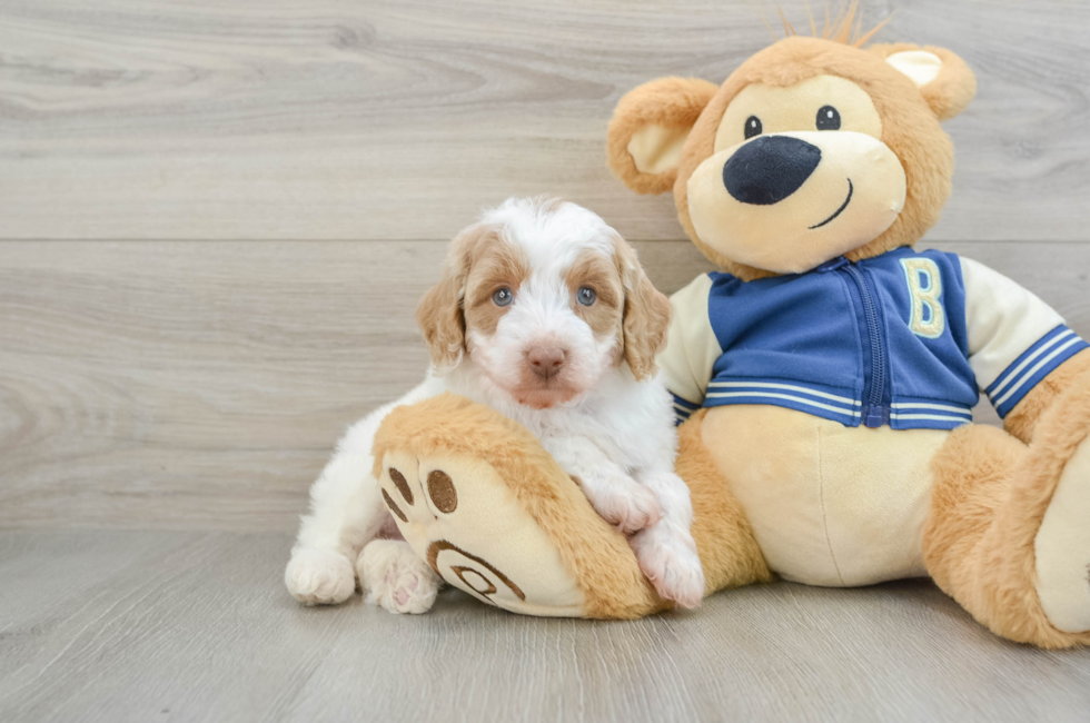 6 week old Mini Aussiedoodle Puppy For Sale - Simply Southern Pups