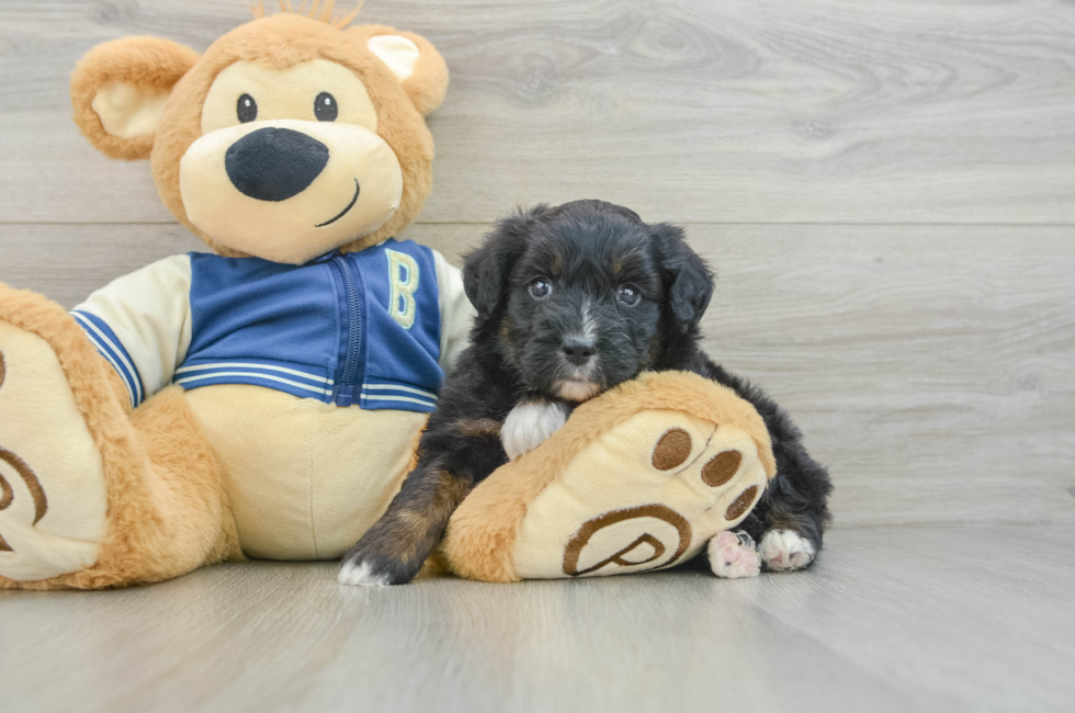 7 week old Mini Aussiedoodle Puppy For Sale - Simply Southern Pups