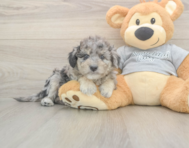 7 week old Mini Aussiedoodle Puppy For Sale - Simply Southern Pups
