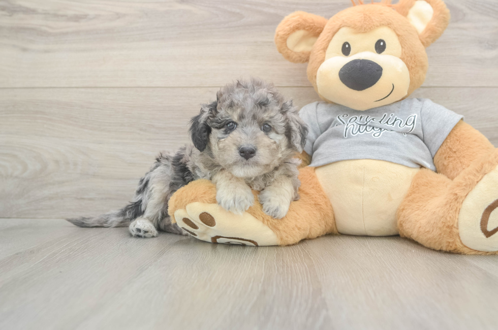 5 week old Mini Aussiedoodle Puppy For Sale - Simply Southern Pups