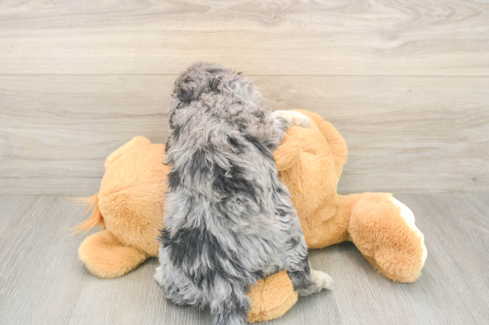 Meet Lightning - our Mini Aussiedoodle Puppy Photo  3/3 - Simply Southern Pups Fluffy Mini Aussiedoodle Poodle Mix Pup