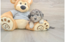 Meet Lightning - our Mini Aussiedoodle Puppy Photo  2/3 - Simply Southern Pups Mini Aussiedoodle Puppy for Adoption