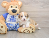 6 week old Mini Aussiedoodle Puppy For Sale - Simply Southern Pups