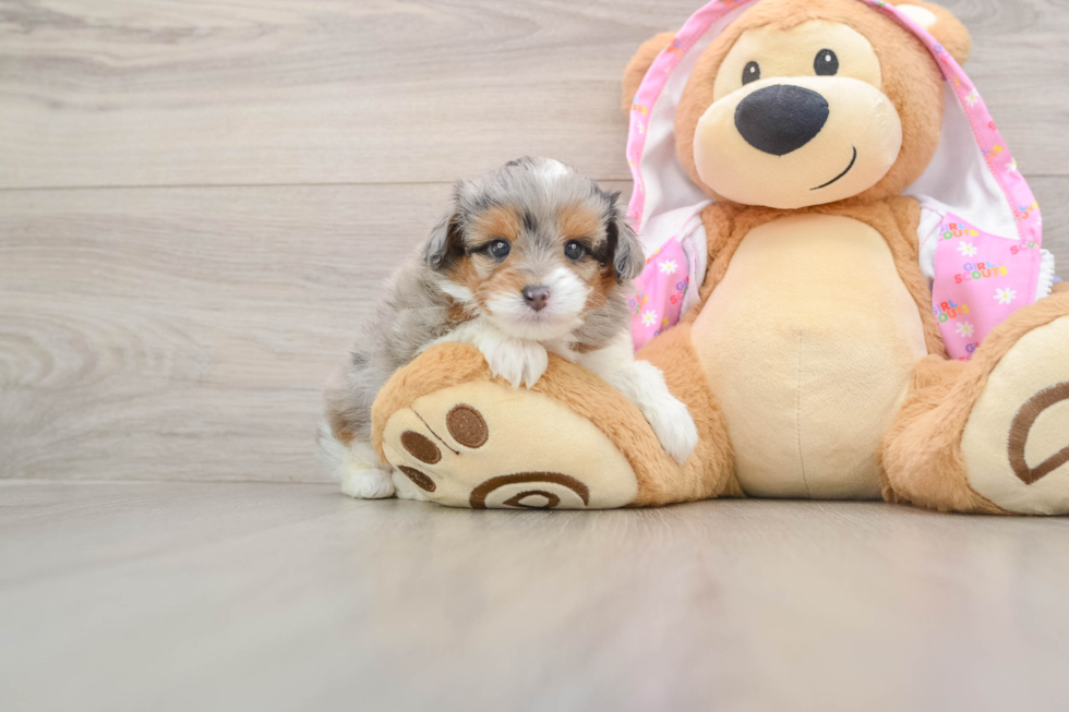 Mini Aussiedoodle Puppy for Adoption
