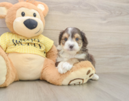 7 week old Mini Aussiedoodle Puppy For Sale - Simply Southern Pups