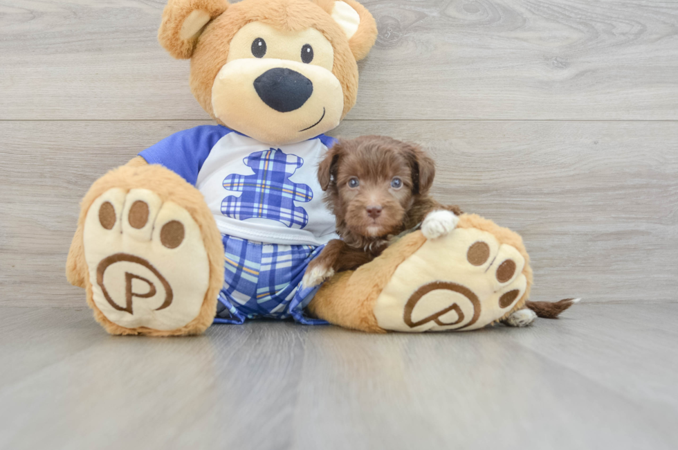 6 week old Mini Aussiedoodle Puppy For Sale - Simply Southern Pups