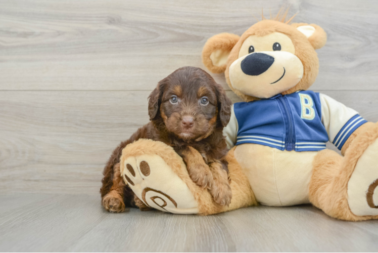 Energetic Aussie Poo Poodle Mix Puppy