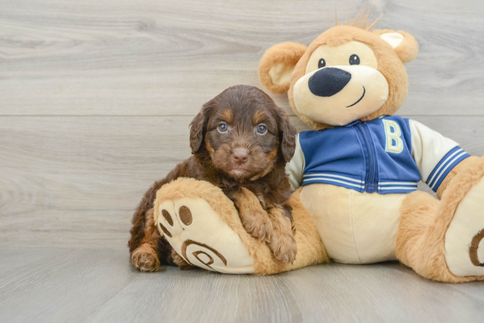 Energetic Aussie Poo Poodle Mix Puppy