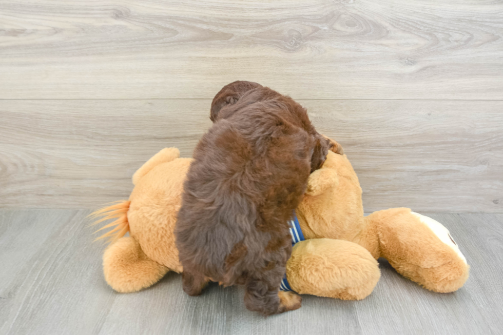 Fluffy Mini Aussiedoodle Poodle Mix Pup