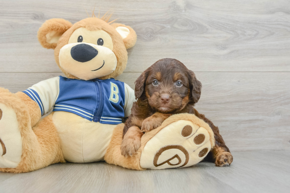 Best Mini Aussiedoodle Baby