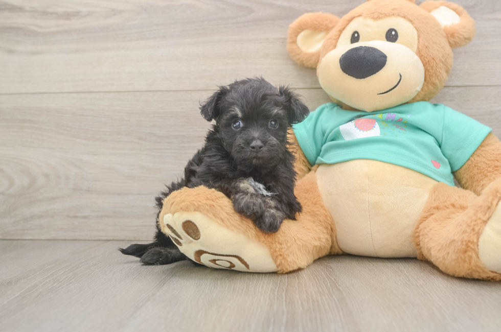 5 week old Mini Aussiedoodle Puppy For Sale - Simply Southern Pups