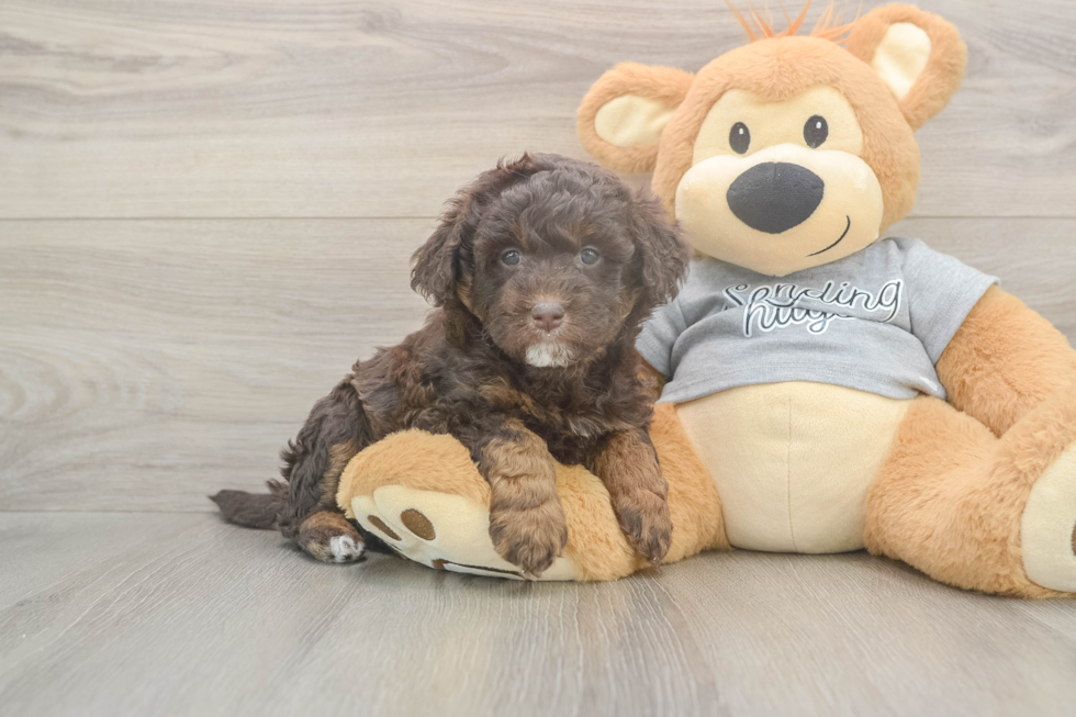 Meet Lil Debbie - our Mini Aussiedoodle Puppy Photo  1/3 - Simply Southern Pups Small Mini Aussiedoodle Baby