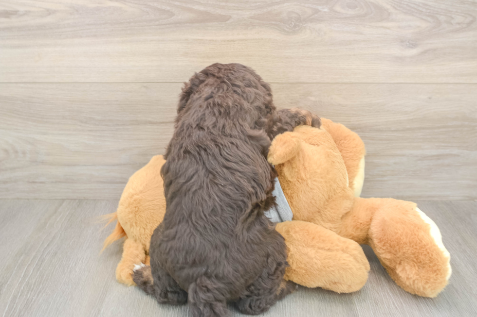 Meet Lil Debbie - our Mini Aussiedoodle Puppy Photo  3/3 - Simply Southern Pups Mini Aussiedoodle Puppy for Adoption