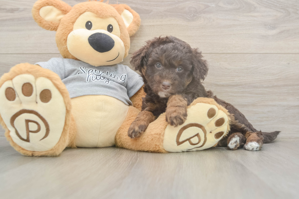 Meet Lil Debbie - our Mini Aussiedoodle Puppy Photo  2/3 - Simply Southern Pups Adorable Mini Australian Shepherd X Poodle Mix Poodle Mix Puppy