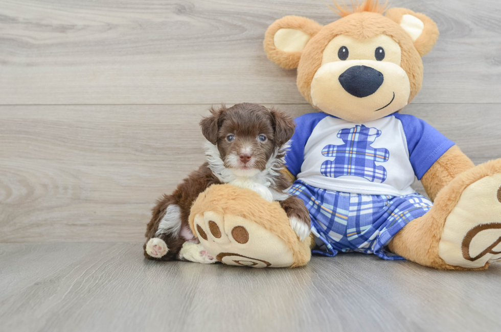 6 week old Mini Aussiedoodle Puppy For Sale - Simply Southern Pups