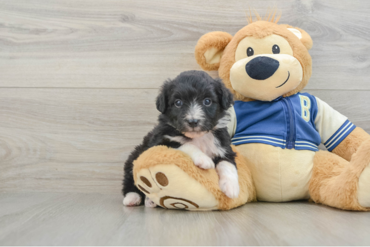 Mini Aussiedoodle Puppy for Adoption