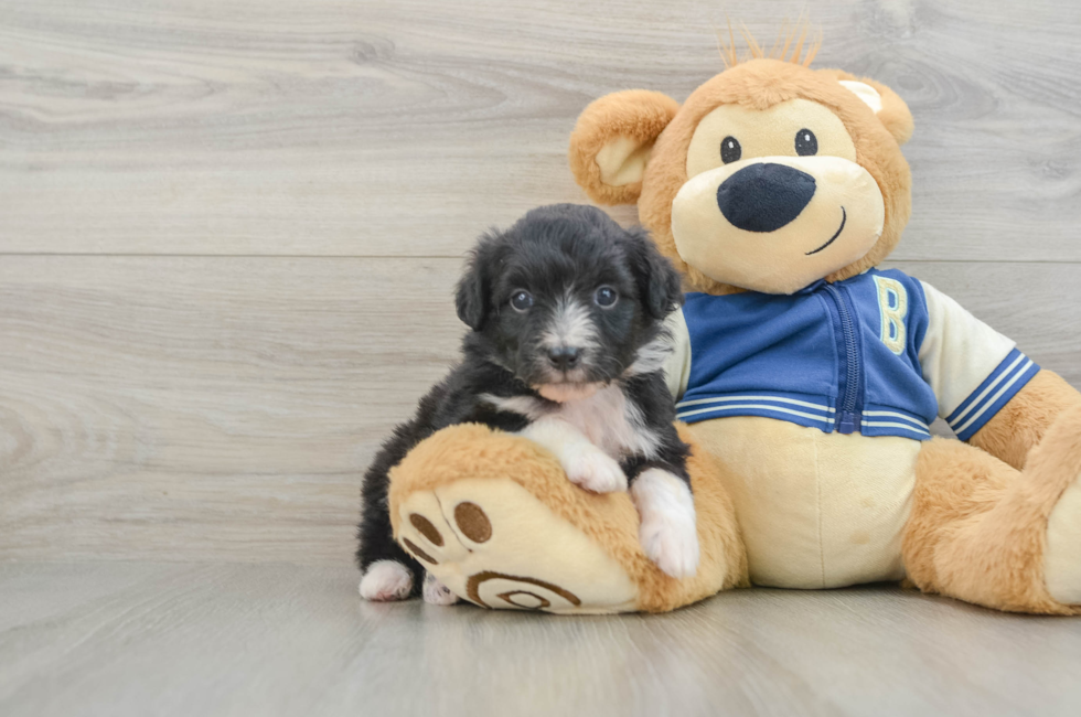 7 week old Mini Aussiedoodle Puppy For Sale - Simply Southern Pups