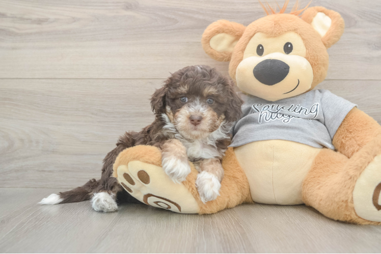 Energetic Aussie Poo Poodle Mix Puppy