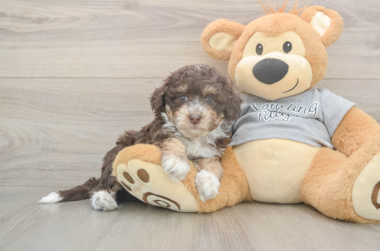 5 week old Mini Aussiedoodle Puppy For Sale - Simply Southern Pups Energetic Aussie Poo Poodle Mix Puppy