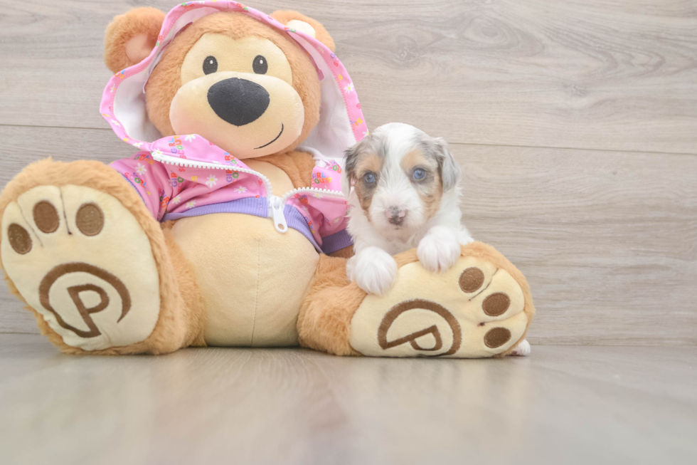 Mini Aussiedoodle Pup Being Cute