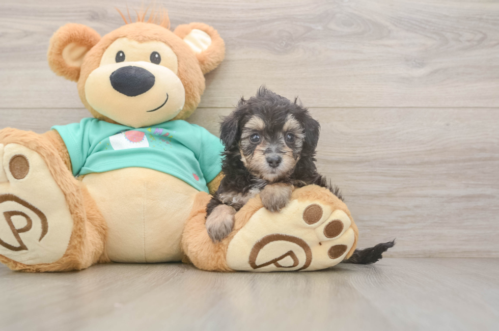 5 week old Mini Aussiedoodle Puppy For Sale - Simply Southern Pups