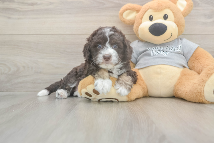 Funny Mini Aussiedoodle Poodle Mix Pup