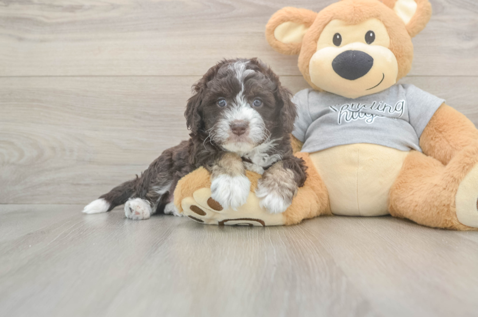 5 week old Mini Aussiedoodle Puppy For Sale - Simply Southern Pups