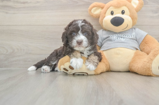 5 week old Mini Aussiedoodle Puppy For Sale - Simply Southern Pups Funny Mini Aussiedoodle Poodle Mix Pup