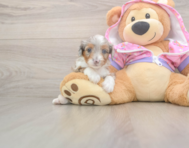 8 week old Mini Aussiedoodle Puppy For Sale - Simply Southern Pups