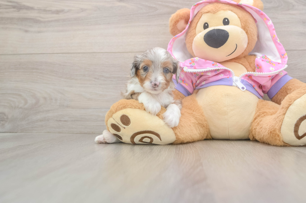 8 week old Mini Aussiedoodle Puppy For Sale - Simply Southern Pups