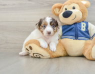9 week old Mini Aussiedoodle Puppy For Sale - Simply Southern Pups