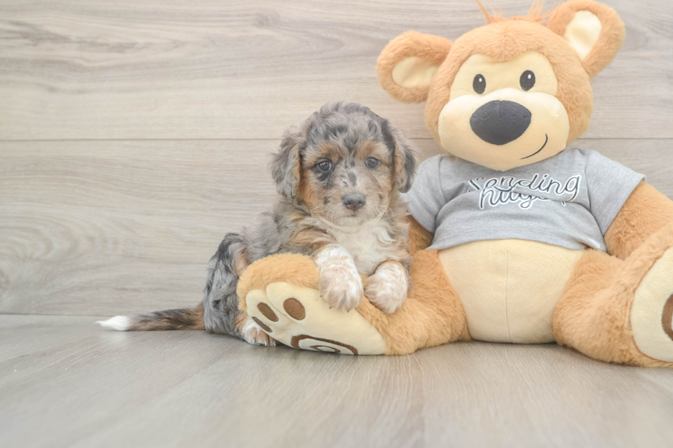 Meet Lovelace - our Mini Aussiedoodle Puppy Photo  1/3 - Simply Southern Pups Mini Aussiedoodle Puppy for Adoption