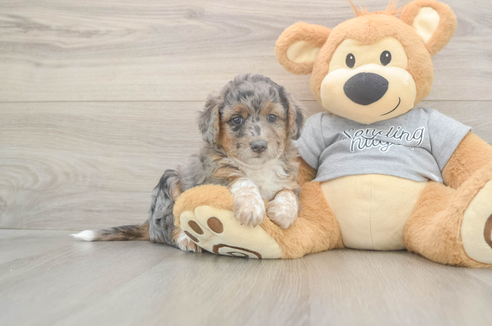 5 week old Mini Aussiedoodle Puppy For Sale - Simply Southern Pups