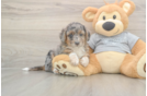 Meet Lovelace - our Mini Aussiedoodle Puppy Photo  1/3 - Simply Southern Pups Mini Aussiedoodle Puppy for Adoption