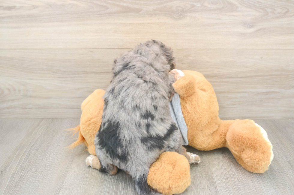 Meet Lovelace - our Mini Aussiedoodle Puppy Photo  3/3 - Simply Southern Pups Energetic Aussie Poo Poodle Mix Puppy