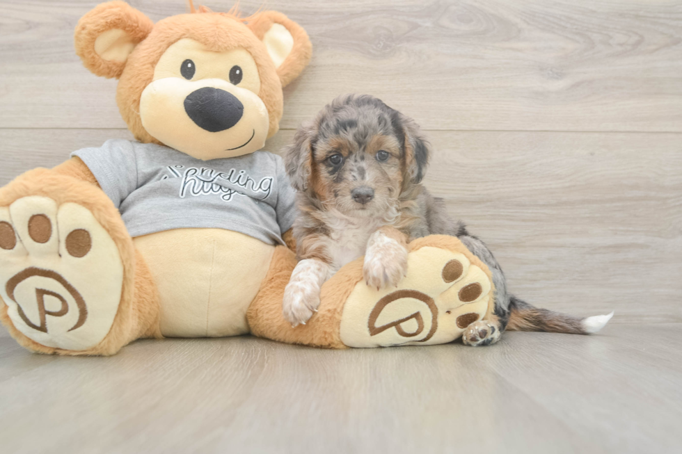 Meet Lovelace - our Mini Aussiedoodle Puppy Photo  2/3 - Simply Southern Pups Little Mini Aussiepoo Poodle Mix Puppy