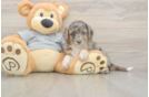 Meet Lovelace - our Mini Aussiedoodle Puppy Photo  2/3 - Simply Southern Pups Little Mini Aussiepoo Poodle Mix Puppy